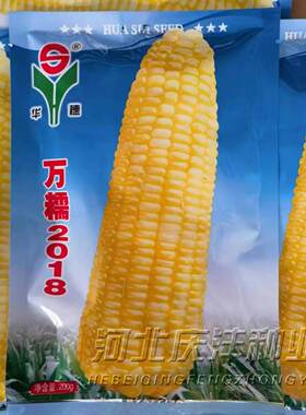 中农斯达甜早熟春夏播水果玉米
