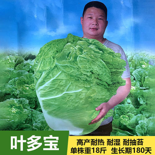 多宝大头白菜籽农家高产河南耐热
