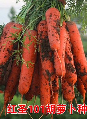 秋季家庭菜园老品种胡萝卜种子蔬菜籽红圣101胡萝卜籽优质高产