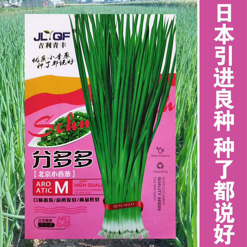 分多多小香葱种子抗寒小葱
