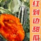 红到边甜瓜种子花皮红瓤超甜冰糖子春秋冬季 香瓜种籽庭院水果种孑
