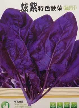 紫色菠菜种籽 蔬菜种孑秋季 富含花青素味道超好菠菜种子春秋季播