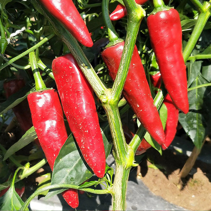 益都红辣椒种子北京红辣椒红干椒香辣超辣春季秋四季高产盆栽春季