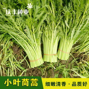 小叶茼蒿种子菜园品种皇帝菜春季播香味横溢大叶茼蒿多次采收四季