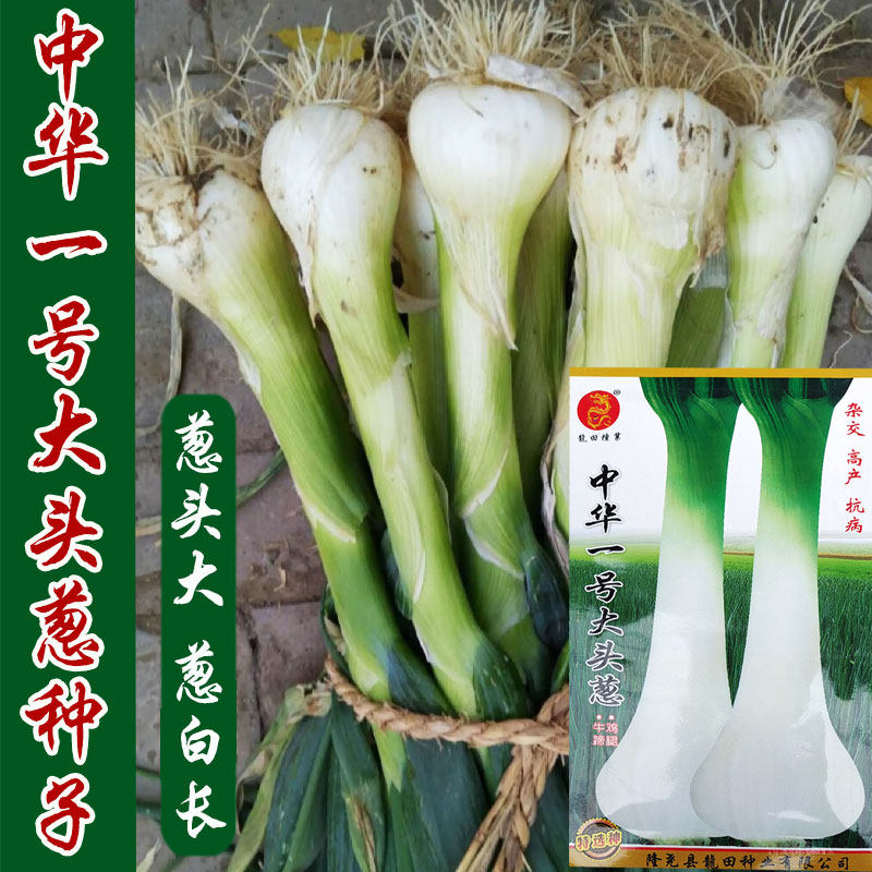 中华一号大头葱种子 大田基地高产蔬菜原厂袋装鸡腿葱籽 耐寒抗倒,鲜花速递/花卉仿真/绿植园艺,家庭园艺种子,淘宝优惠券,粉丝福利购,淘宝优惠卷