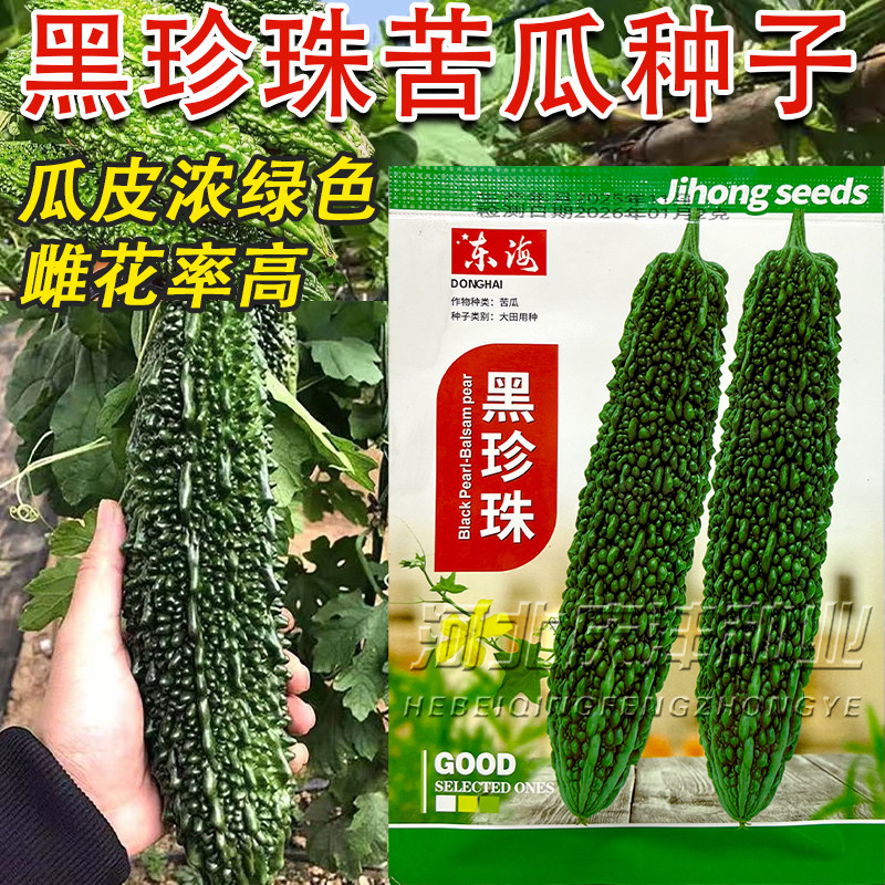 黑珍珠黑苦瓜种子籽春季播疙瘩绿苦瓜种子四季种植早熟雌花高苦瓜