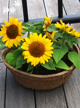 矮向日葵种子 简单好种迷你株高仅40cm 全年播种单瓣金黄色