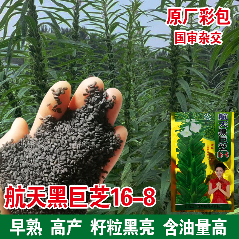 航天黑巨芝芝麻种子高油高产黑芝麻种籽抗病耐旱大田杂交白芝麻孑