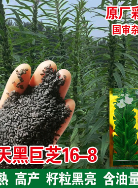 航天黑巨芝芝麻种子高油高产黑芝麻种籽抗病耐旱大田杂交白芝麻孑