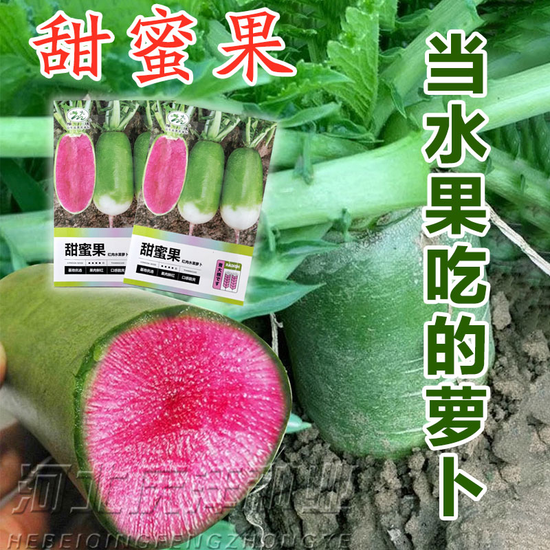 穿心红绿皮红肉萝卜种子