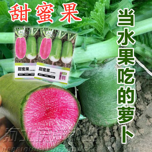 穿心红冰糖沙窝水果萝卜种子生吃甜脆青皮红心萝卜籽四季播蔬菜种
