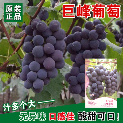果树种子巨峰葡萄水果种苗葡萄树