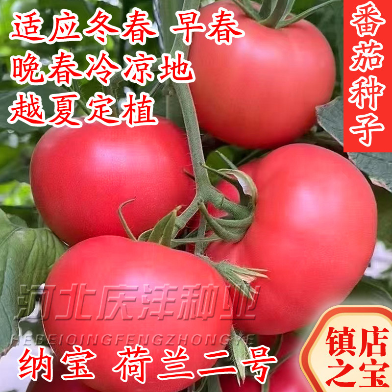 荷兰二号番茄种子耐热西红柿种籽耐高温抗病毒大红果高产进口沙瓤