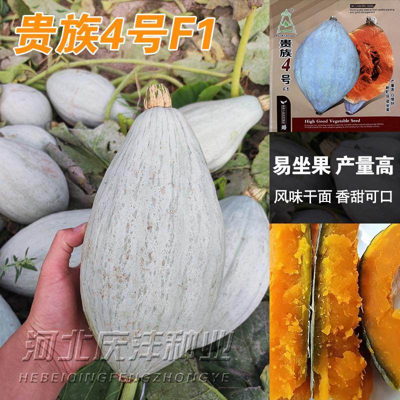 贵族南4号瓜种子冰糖蛋黄金丝栗瓜板栗味南瓜种籽丑瓜甘面栗南瓜