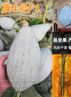 春秋南瓜种子庭院蔬菜孑金丝栗