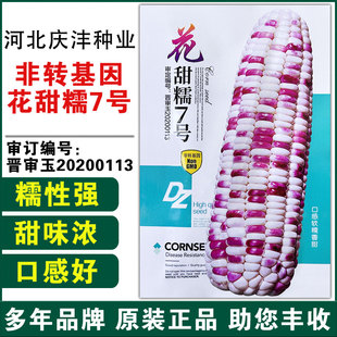彩糯玉米種子高產(chǎn)香糯新種超甜花糯玉米種子正品 香甜糯大棒基地種