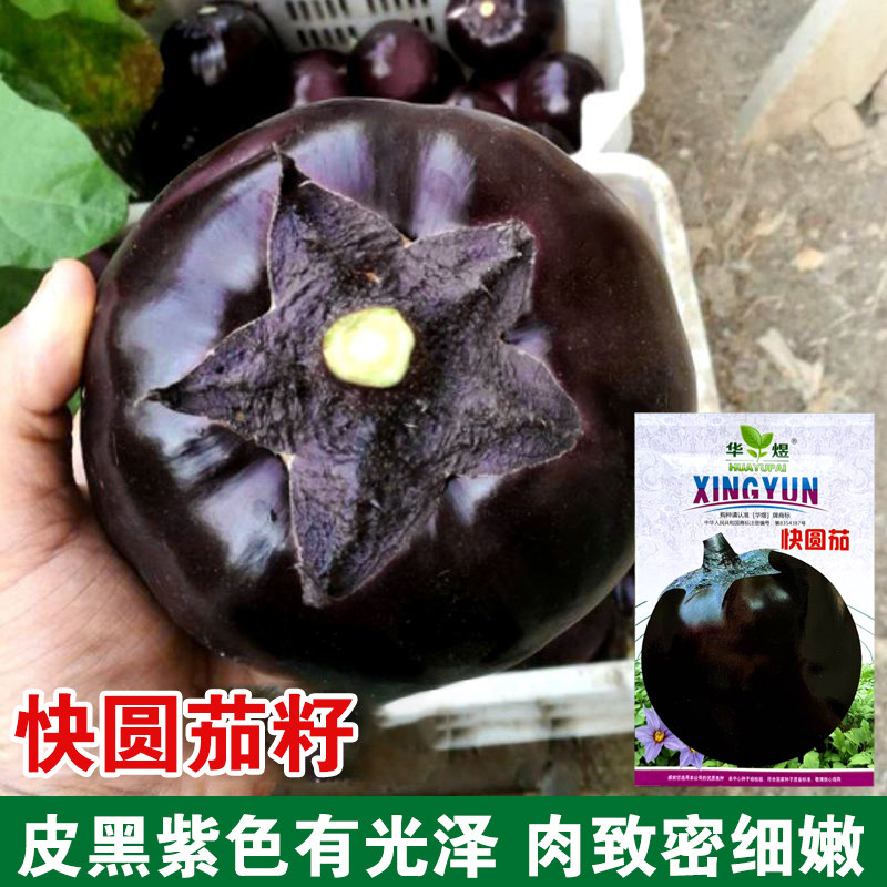快圆茄子种子特大紫黑圆茄长白茄春夏播四季蔬菜种孑大田高产