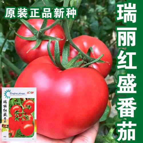 蔬菜大红春季硬度高抗病番茄种子