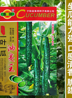 油亮王强雌黄瓜种子水果黄瓜种子节节瓜 一代杂交 一叶一瓜产量高