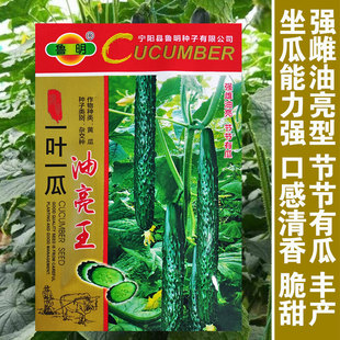 油亮王强雌黄瓜种子水果黄瓜种子节节瓜 一代杂交 一叶一瓜产量高