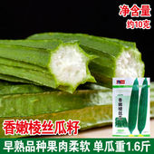 香嫩棱丝瓜种子八棱丝瓜棱角大肉丝瓜种籽水瓜蔬菜种孑四季 播