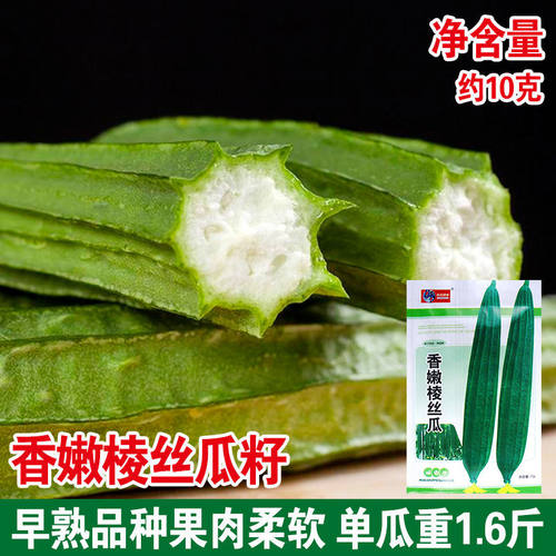 香嫩棱丝瓜种子八棱丝瓜棱角大肉丝瓜种籽水瓜蔬菜种孑四季播