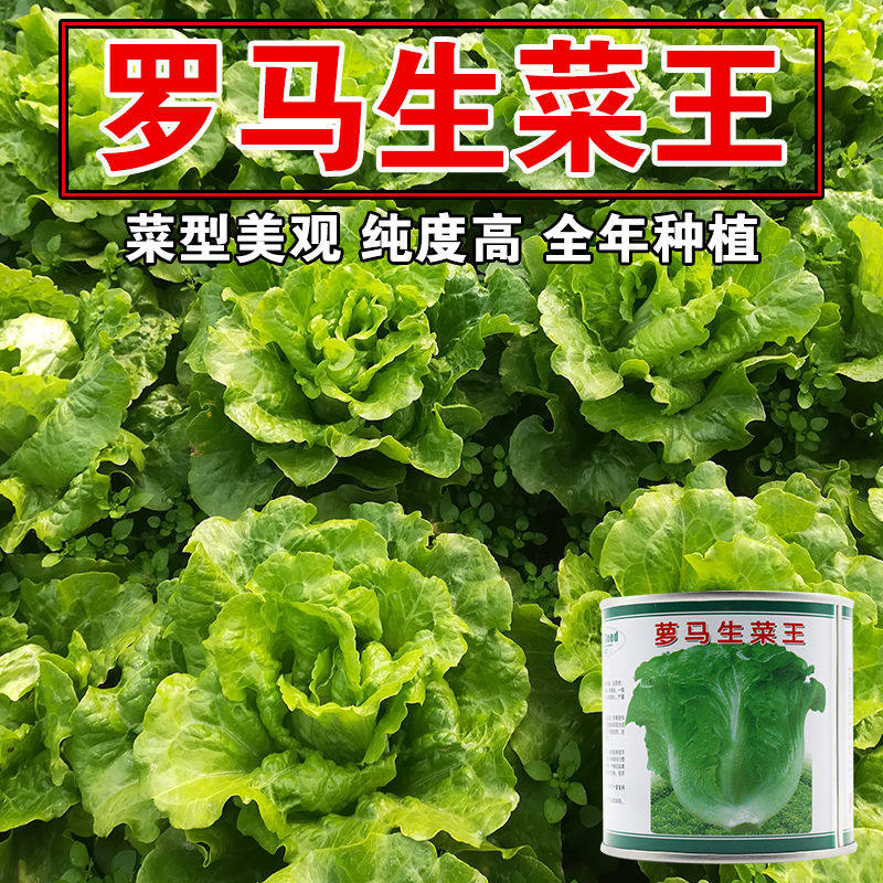 萝马生菜王 耐抽薹生菜种子 口感好 蔬菜沙拉肉厚 四季播青菜种子