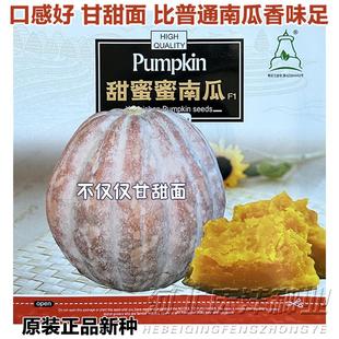 甜蜜蜜南瓜杂交种子超好吃甜面肉厚农家老品种春季播种冬储蔬菜籽