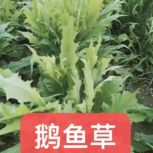 苦荬菜种子草种籽牧草喂鸡鸭鹅
