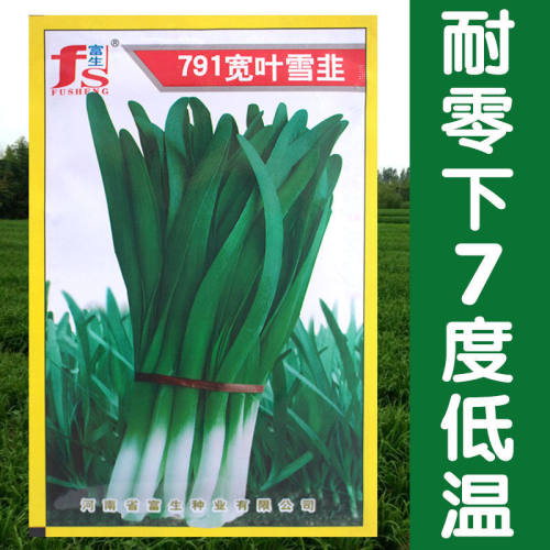 多次收割宽叶春夏季韭菜种子