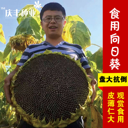 高杆向日葵种子 蔬菜种子 美国食葵种子 太阳花 阳台家庭小院种植 - 封面