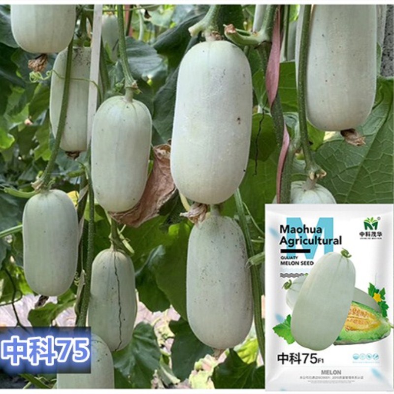 短棒型71甜瓜种子正品洋香瓜甜瓜种籽春季季大全羊角蜜蔬菜种孑博