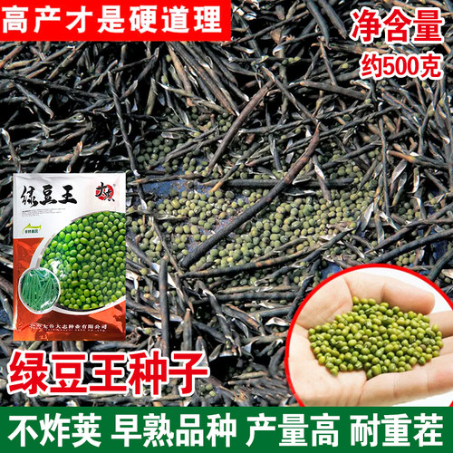 大志绿豆王种子绿豆红豆红小豆种籽大田基地高产抗病强春夏耐高温 - 封面