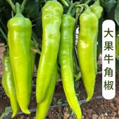 特大牛角椒种子大果羊角青椒尖椒辣椒种籽种苗高产春季 蔬菜孑籽种