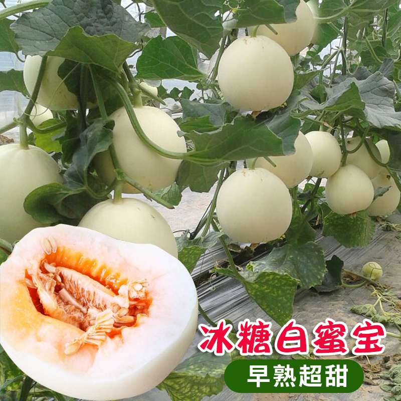 特大白沙蜜甜瓜香瓜种子春季超甜四季水果白皮白山蜜一四号种籽孑