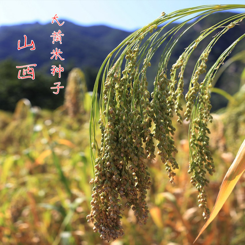 绿宝糯黍子 谷物种子 黄米  糜子 五谷杂粮种子适应性强 营养