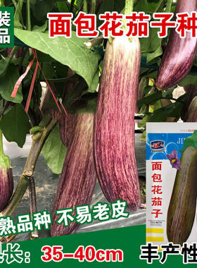 面包花茄子种子黑长线茄种籽耐老皮薄长茄籽大田基地特高产长茄孑