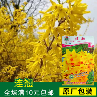 连翘花种子黄老虎迎春花木槿花楸树常春藤大血藤禾雀花油麻藤种子