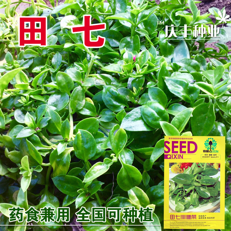 营养蔬菜田七菜救心菜海滨莴苣养心菜种子阳台多年生营养丰富易种