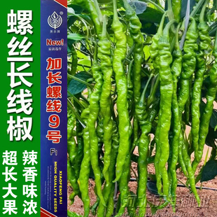 加长螺线9号辣椒种子杂交螺丝线椒种子籽高产基地用超长大果抗病