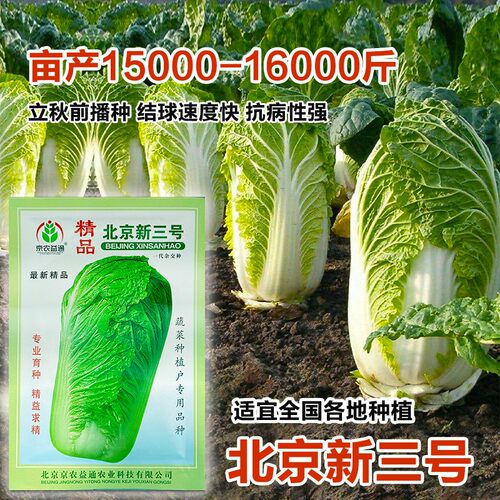北京三号大白菜种子高产秋季冬季