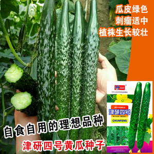 蔬菜绿心四季阳台盆栽黄瓜种子