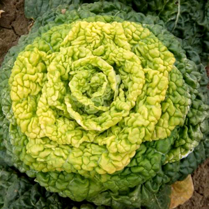 淮南蔬菜种子 精选黄心乌种子 菊花菜种子黄心乌塌菜生菜白菜种子