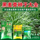 Семена семян семян виколор полисахарида широкие семяны -семена ржаной травы многолетние курицы, утка, свинина, крупный рогатый скот, овца, семена пастух травы