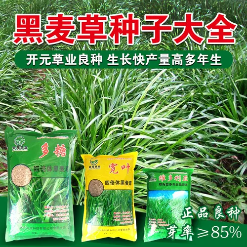 Семена семян семян виколор полисахарида широкие семяны -семена ржаной травы многолетние курицы, утка, свинина, крупный рогатый скот, овца, семена пастух травы