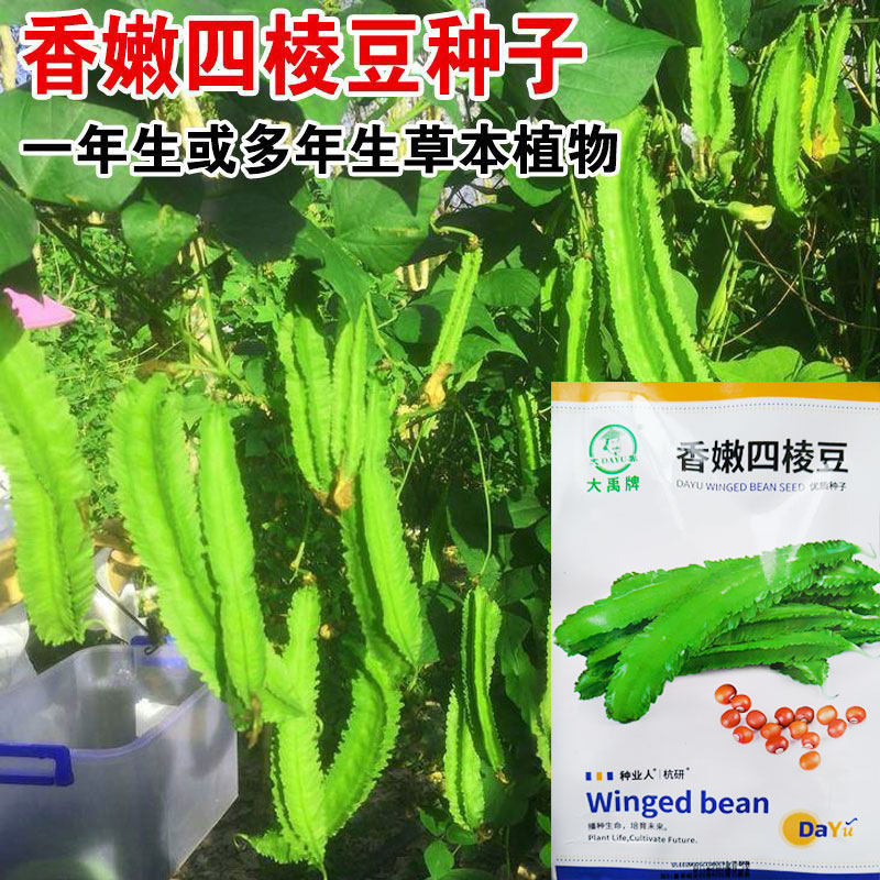 四棱豆种子四角豆种孑香龙豆皇帝豆角籽种爬藤蔬菜种籽四棱豆苗