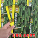 泰国水果吊瓜种子杂交品种甜脆旱黄瓜种子籽全雌性早熟大吊瓜种籽