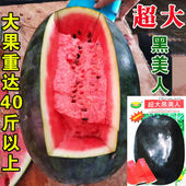 特大黑美人西瓜种子早熟8424麒麟西瓜种子无籽特大巨型西瓜种孑