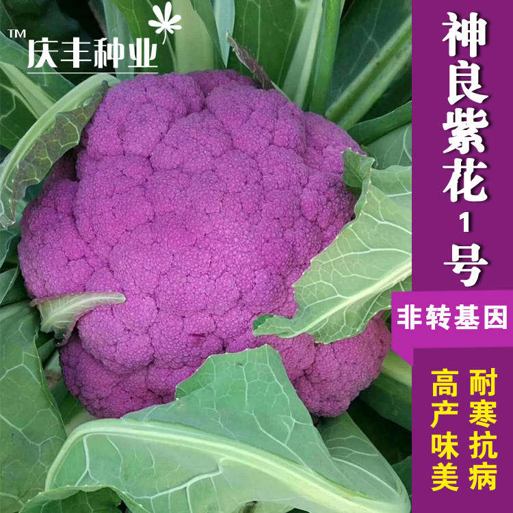 花椰菜种子苗宝塔菜紫色花菜菜花西兰花种籽西兰花种子种西蓝