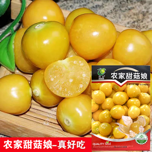 农家甜菇娘小黄姑娘果种子 春秋四季水果秋季 阳台盆栽大田野果种